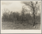 Some of the land which must be cleared on the Martin County Development Project, Indiana