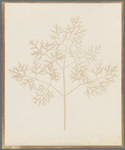 Specimens of the Earliest Photographic Experiments of Fox Talbot and the French School of Daguerre from the possession of Hippolyte Louis Fizeau