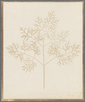 Leaf of a Plant