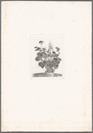 Pot of plant