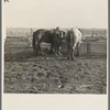 6:00 a.m. Tip Estes waters his horses before hitching them to a wagon. Near Fowler, Indiana
