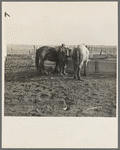 6:00 a.m. Tip Estes waters his horses before hitching them to a wagon. Near Fowler, Indiana