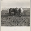 6:00 a.m. Tip Estes waters his horses before hitching them to a wagon. Near Fowler, Indiana