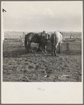 6:00 a.m. Tip Estes waters his horses before hitching them to a wagon. Near Fowler, Indiana