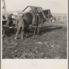 Tip Estes hitching horses to a wagon. Near Fowler, Indiana