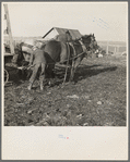 Tip Estes hitching horses to a wagon. Near Fowler, Indiana