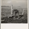 Tip Estes, hired man, repairing a fence. Near Fowler, Indiana