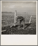 Tip Estes, hired man, repairing a fence. Near Fowler, Indiana