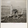 Tip Estes, hired man, repairing a fence. Near Fowler, Indiana