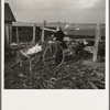 One of Tip Estes' sons feeds the hogs twice a day. Near Fowler, Indiana