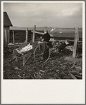 One of Tip Estes' sons feeds the hogs twice a day. Near Fowler, Indiana