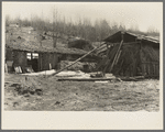 Two "barns" on the land occupied by Buckboard Charlie, squatter near Iron River, Michigan