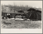 Two "barns" on the land occupied by Buckboard Charlie, squatter near Iron River, Michigan