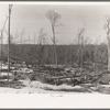 Condition of forest as left by one of the lumbering companies operating at the present time. No attempt is made to clean up. "The price of lumber would skyrocket," said the foreman of this lumber company