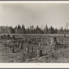 The cemetery of the forest. A stump prairie. This land has been cleared. After the stumps are pulled the land will be used for farming. Near Nelma, Wisconsin