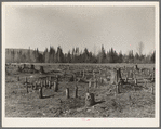 The cemetery of the forest. A stump prairie. This land has been cleared. After the stumps are pulled the land will be used for farming. Near Nelma, Wisconsin