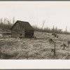 An abandoned cut-over farm near Nelma, Wisconsin. Barn in center, remains of dismantled house to the right
