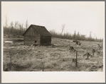 An abandoned cut-over farm near Nelma, Wisconsin. Barn in center, remains of dismantled house to the right