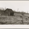 An abandoned cut-over farm near Nelma, Wisconsin. Barn in center, remains of dismantled house to the right