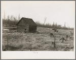 An abandoned cut-over farm near Nelma, Wisconsin. Barn in center, remains of dismantled house to the right