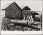 Farmyard of Matt Henry near Tipler, Wisconsin. A primitive water tank hollowed from a tree and a windlass still in operation. Farmers in this region have to make many of their own devices because of lack of funds to purchase manufactured equipment