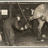 Blacksmith removing shoe from horse. The rope to hold up the hoof is necessary when shoeing an unruly horse. Forest County, Wisconsin. Lumber camp