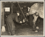 Blacksmith removing shoe from horse. The rope to hold up the hoof is necessary when shoeing an unruly horse. Forest County, Wisconsin. Lumber camp