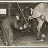 Blacksmith removing shoe from horse. The rope to hold up the hoof is necessary when shoeing an unruly horse. Forest County, Wisconsin. Lumber camp