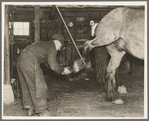 Blacksmith removing shoe from horse. The rope to hold up the hoof is necessary when shoeing an unruly horse. Forest County, Wisconsin. Lumber camp