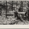 Old white pine logs and stumps left in the woods by logging operations. Near Gibbs City, Michigan