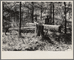 Old white pine logs and stumps left in the woods by logging operations. Near Gibbs City, Michigan