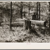 Old white pine logs and stumps left in the woods by logging operations. Near Gibbs City, Michigan