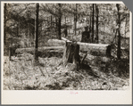 Old white pine logs and stumps left in the woods by logging operations. Near Gibbs City, Michigan