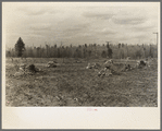 Piles of rock which have been cleared off a two-acre tract on Sando Evanoff's farm. Iron County, Michigan