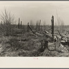 Cut-over land on the road between Iron River, Michigan, and Tipler, Wisconsin