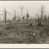 Cut-over and burned-over land along the road between Iron River, Michigan, and Nelma, Wisconsin