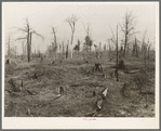 Cut-over and burned-over land along the road between Iron River, Michigan, and Nelma, Wisconsin