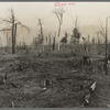 Cut-over and burned-over land along the road between Iron River, Michigan, and Nelma, Wisconsin