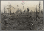 Cut-over and burned-over land along the road between Iron River, Michigan, and Nelma, Wisconsin