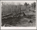 Logs left in the woods by logging operations, illustrating the great waste of timber accompanying private ownership and exploitation. It was common practice for operators to buy a forty-acre tract of timberland and steal timber from adjacent lands. Wis