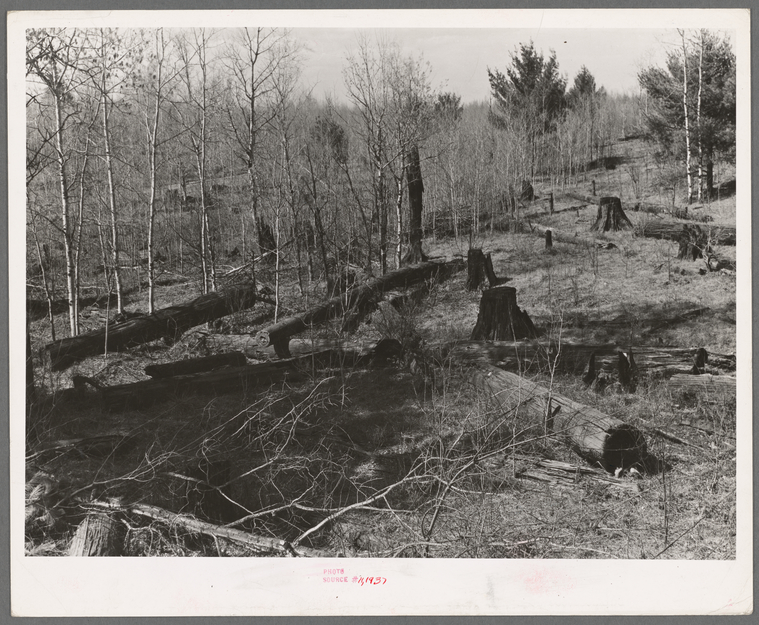 black and white photo of cut trees