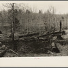Logs left in the woods by logging operations, illustrating the great waste of timber accompanying private ownership and exploitation. Wisconsin
