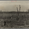 Cut-over and burned-over land along K Highway. Forest County, Wisconsin