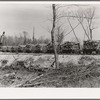 A trainload of timber recently cut and ready to be shipped to the sawmill. Little effort is made to clean up after cutting timber. Note slashings and brush in foreground. Wisconsin