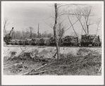 A trainload of timber recently cut and ready to be shipped to the sawmill. Little effort is made to clean up after cutting timber. Note slashings and brush in foreground. Wisconsin