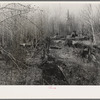 Rotting logs and stumps left by the first exploitation of virgin timber (white pine). It was a common practice to use only the part of the tree to the first limb, the rest was left to rot. In most cases this resulted in wastage of about two thirds