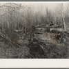 Rotting logs and stumps left by the first exploitation of virgin timber (white pine). It was a common practice to use only the part of the tree to the first limb, the rest was left to rot. In most cases this resulted in wastage of about two thirds