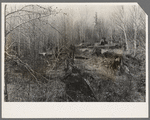 Rotting logs and stumps left by the first exploitation of virgin timber (white pine). It was a common practice to use only the part of the tree to the first limb, the rest was left to rot. In most cases this resulted in wastage of about two thirds