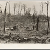 Cut-over and burned-over land along County K Highway. Forest County, Wisconsin