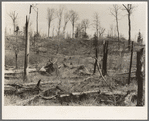 Cut-over and burned-over land along County K Highway. Forest County, Wisconsin